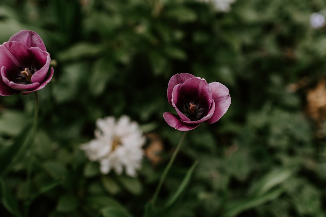 pink and white flower in tilt shift lens