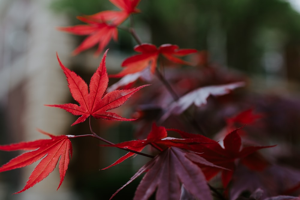 red leaves in tilt shift lens