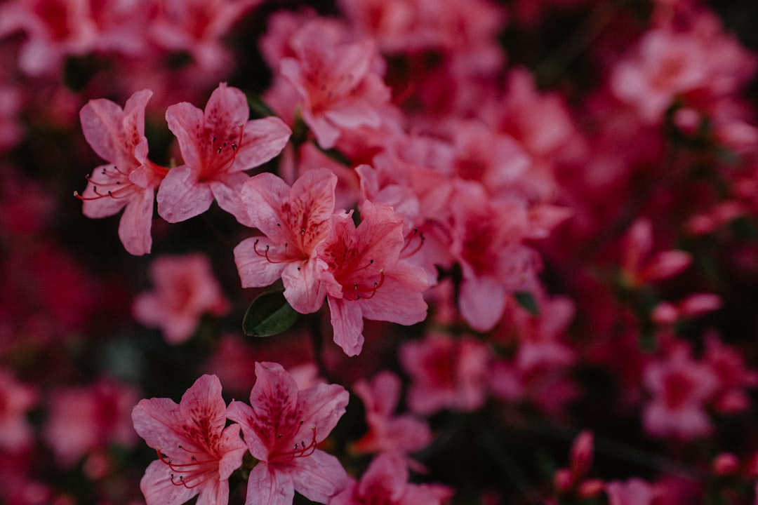 pink flowers in tilt shift lens