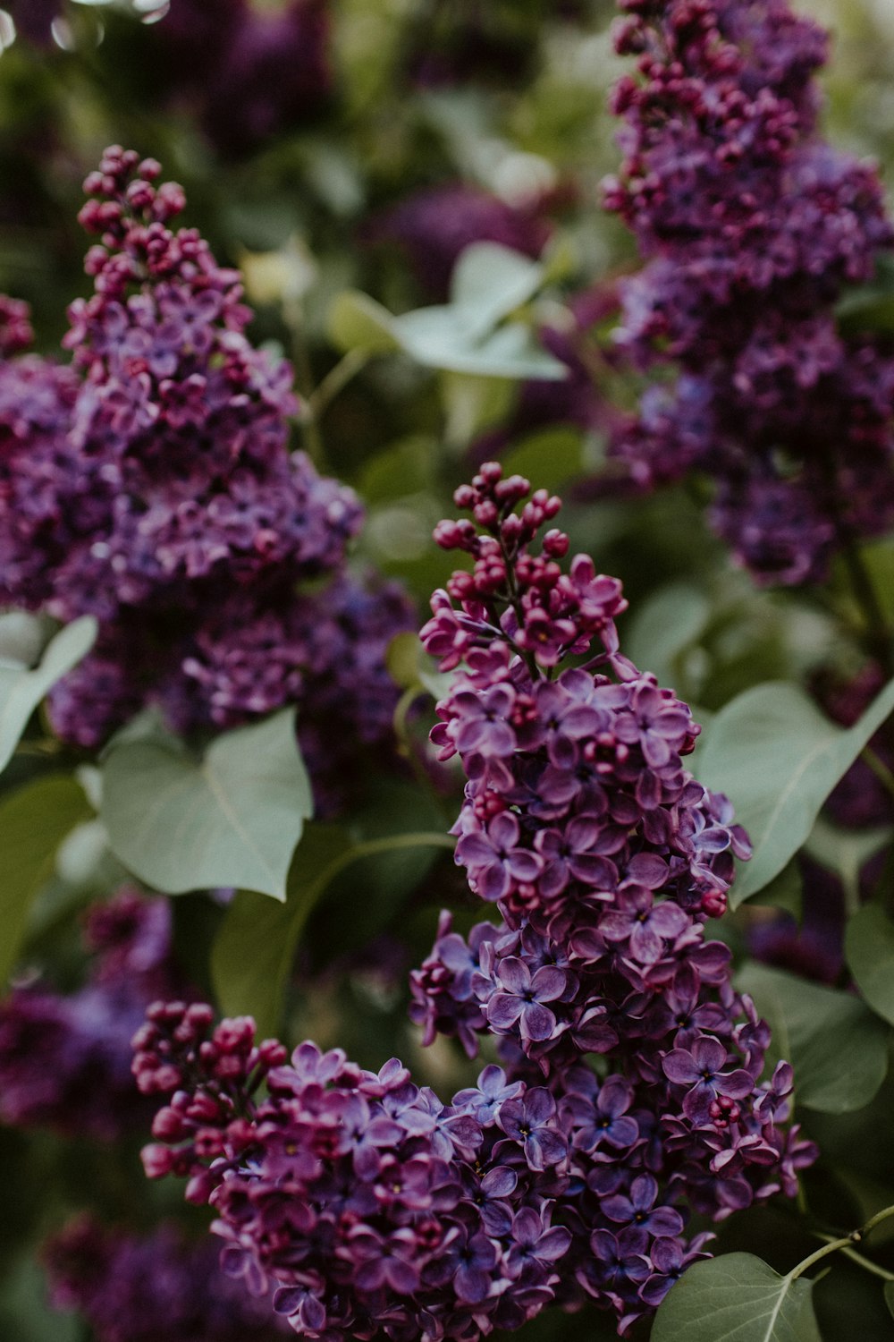 purple flowers in tilt shift lens