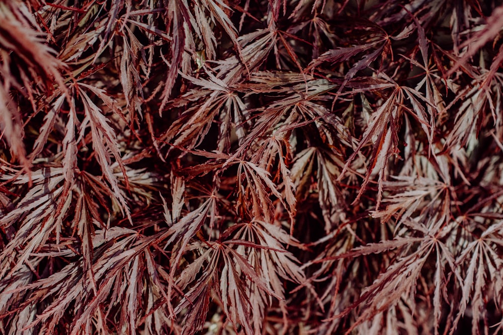 brown and red dried leaves