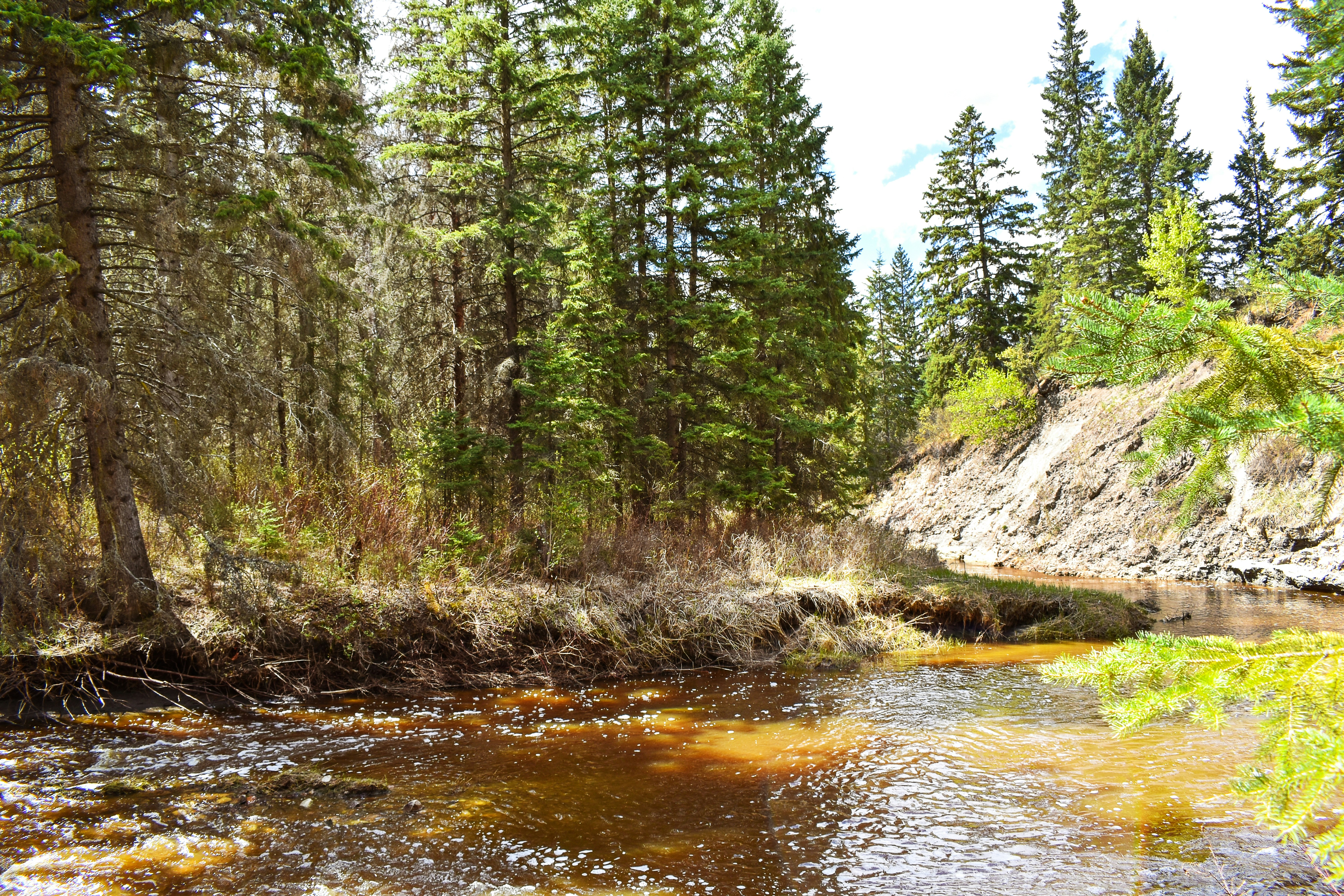 green trees beside river during daytime