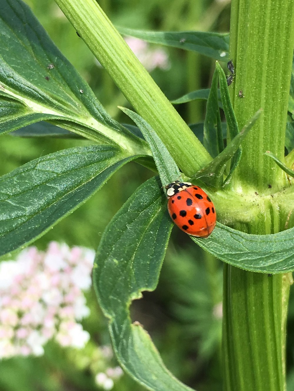 red and black ladybug on green leaf