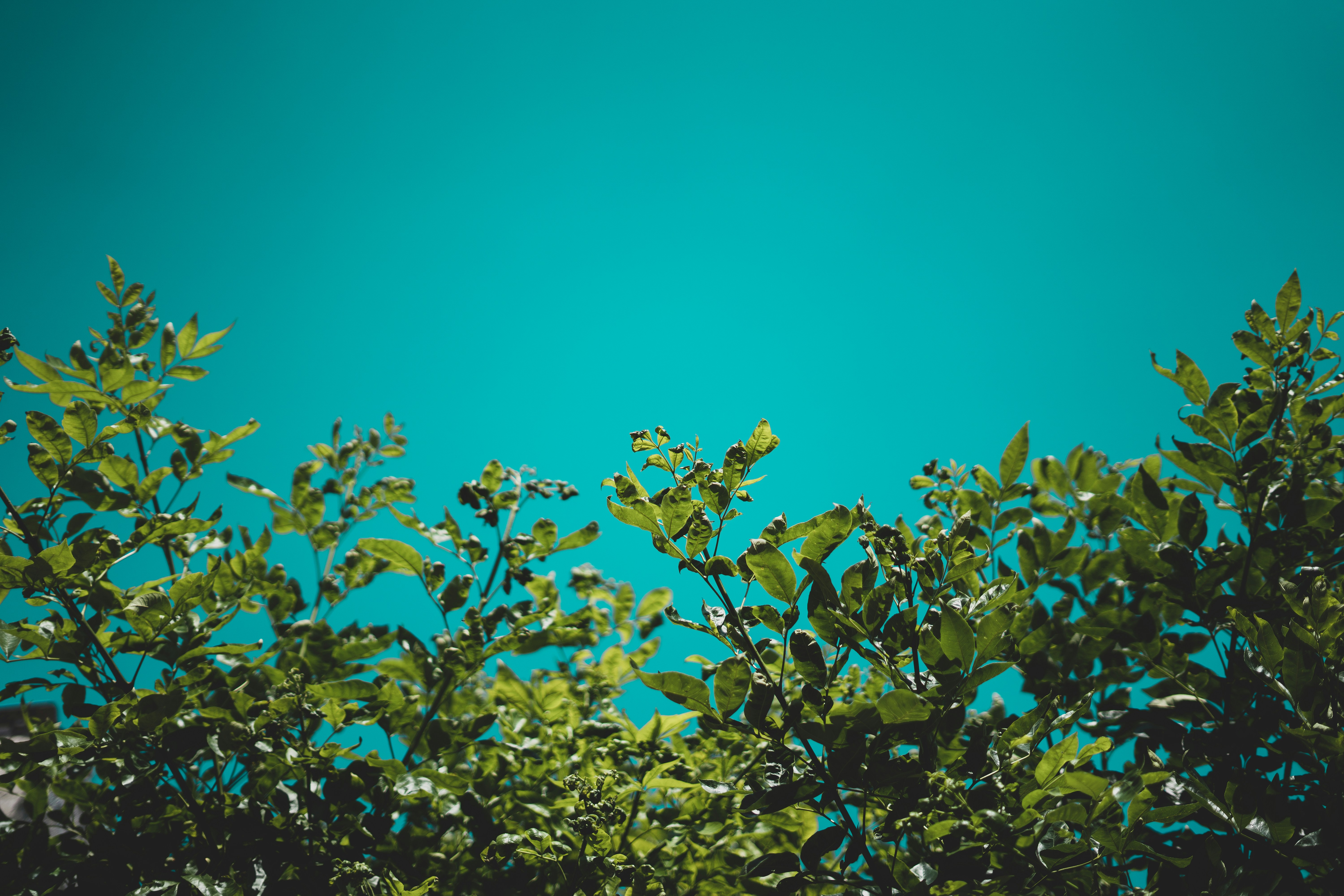 Photo by danielalvasd