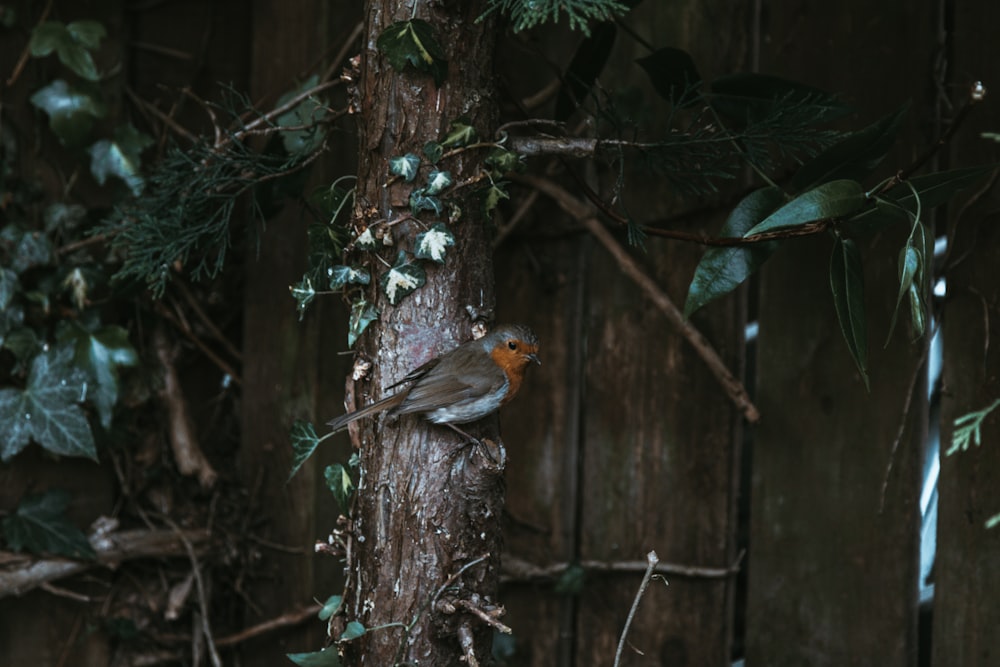 brown and gray bird on tree branch