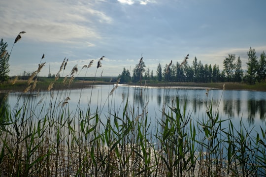 green grass on lake during daytime in Chingirlau Kazakhstan