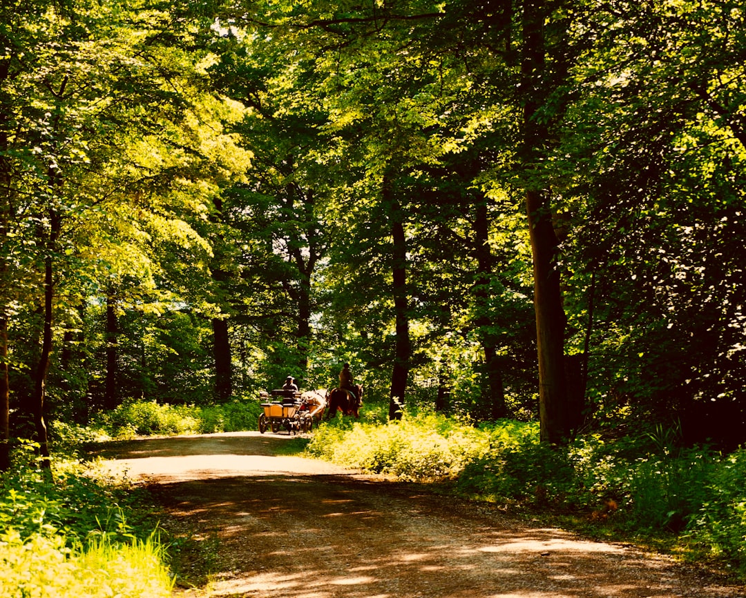 green trees beside gray concrete road