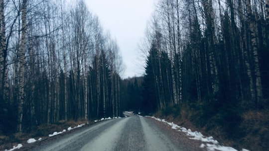 gray asphalt road between trees during daytime in Koli Finland