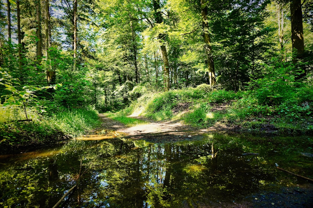 green trees beside river during daytime