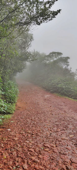 A misty forest trail at dawn with subtle footprints leading into the woods.
