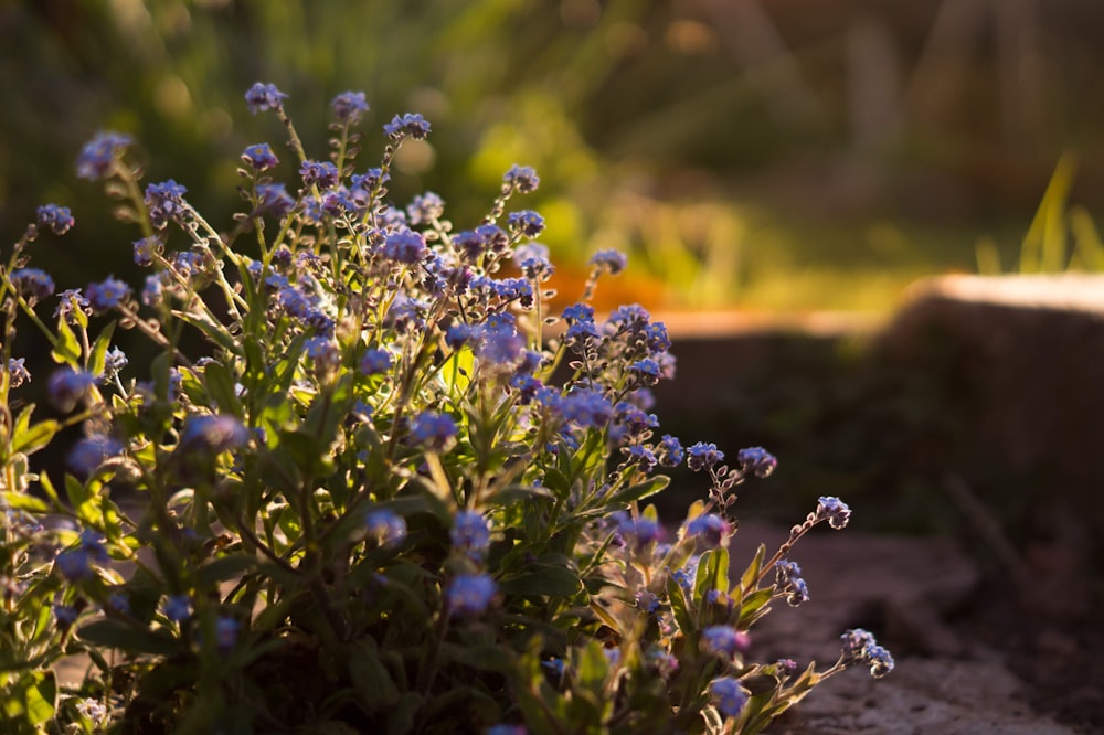 purple flowers in tilt shift lens