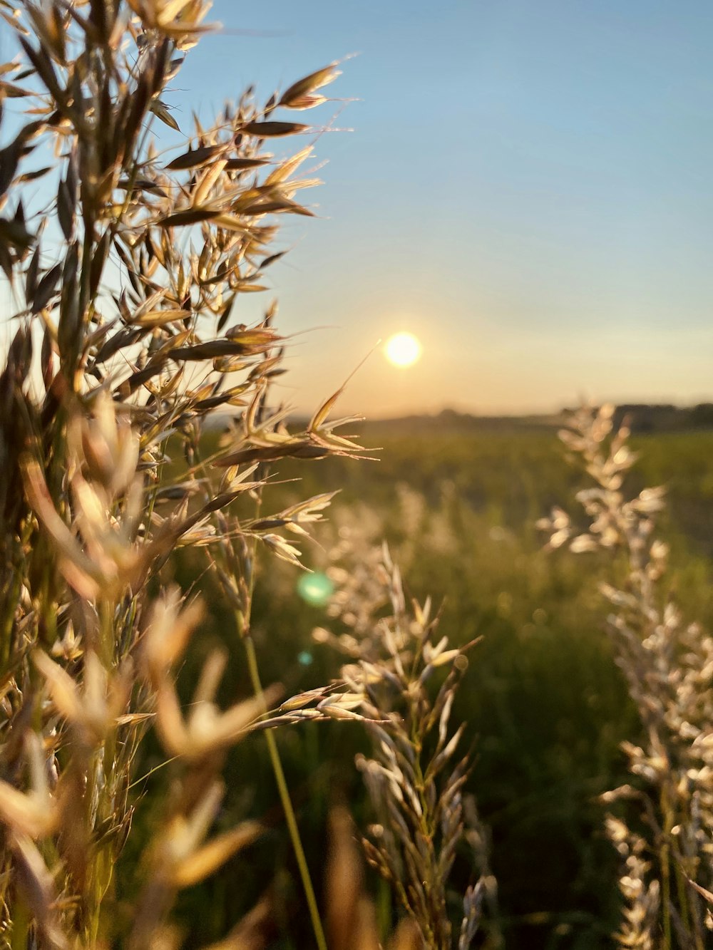campo de trigo verde durante o dia