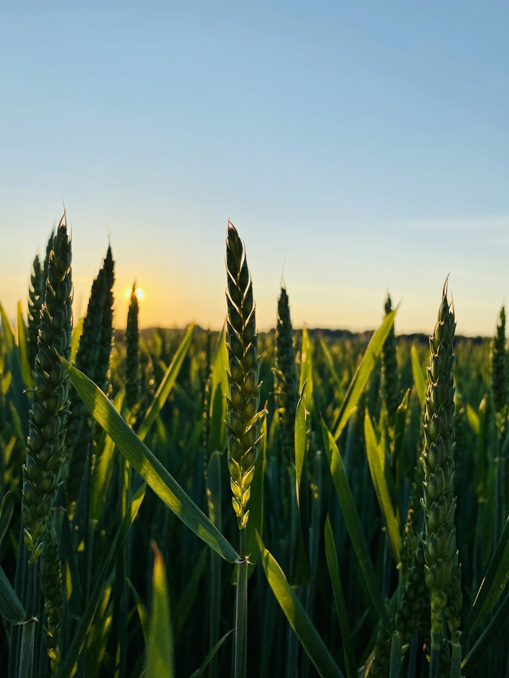 green wheat field during daytime