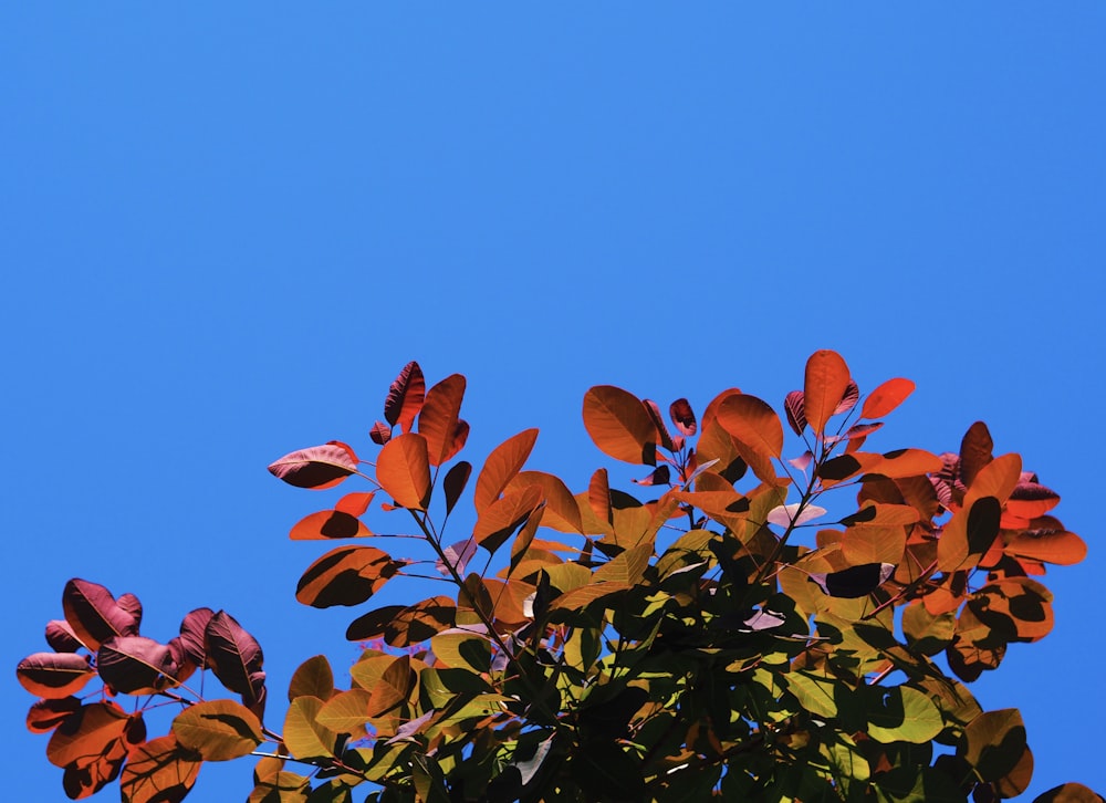 brown leaves on tree branch during daytime