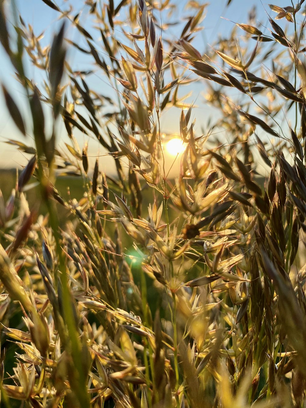 green and brown plant during daytime