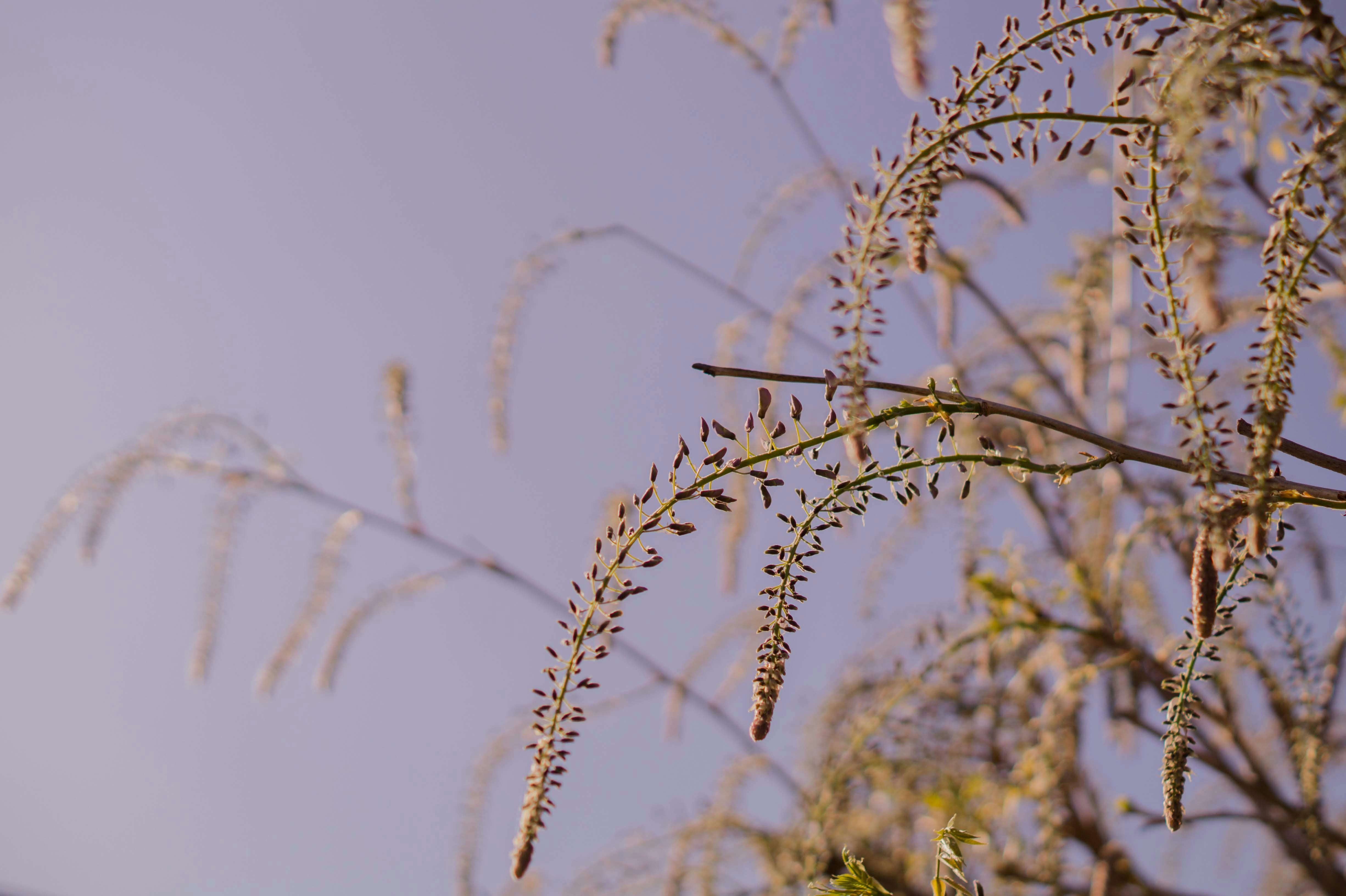 a tree branch with lots of leaves on it