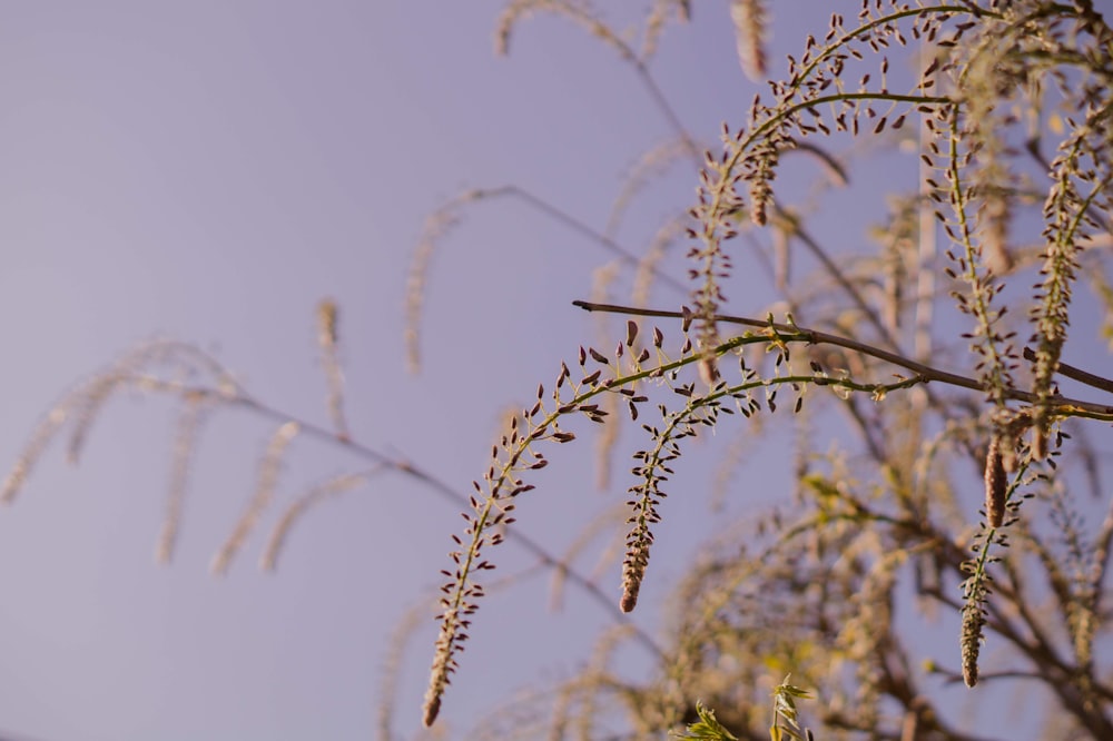 a tree branch with lots of leaves on it