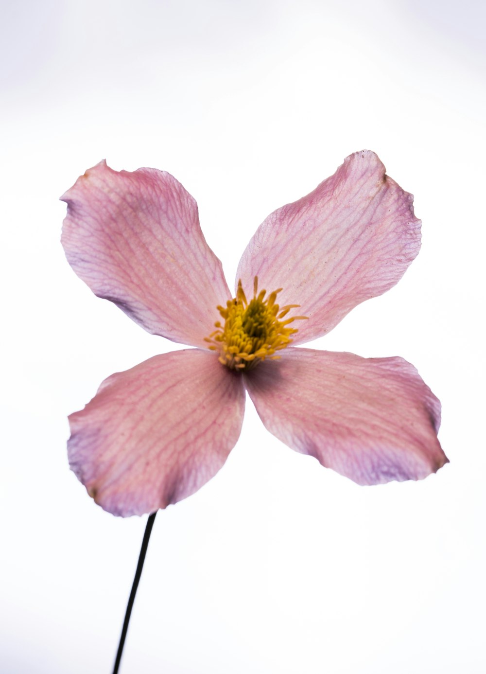 pink flower with yellow stigma
