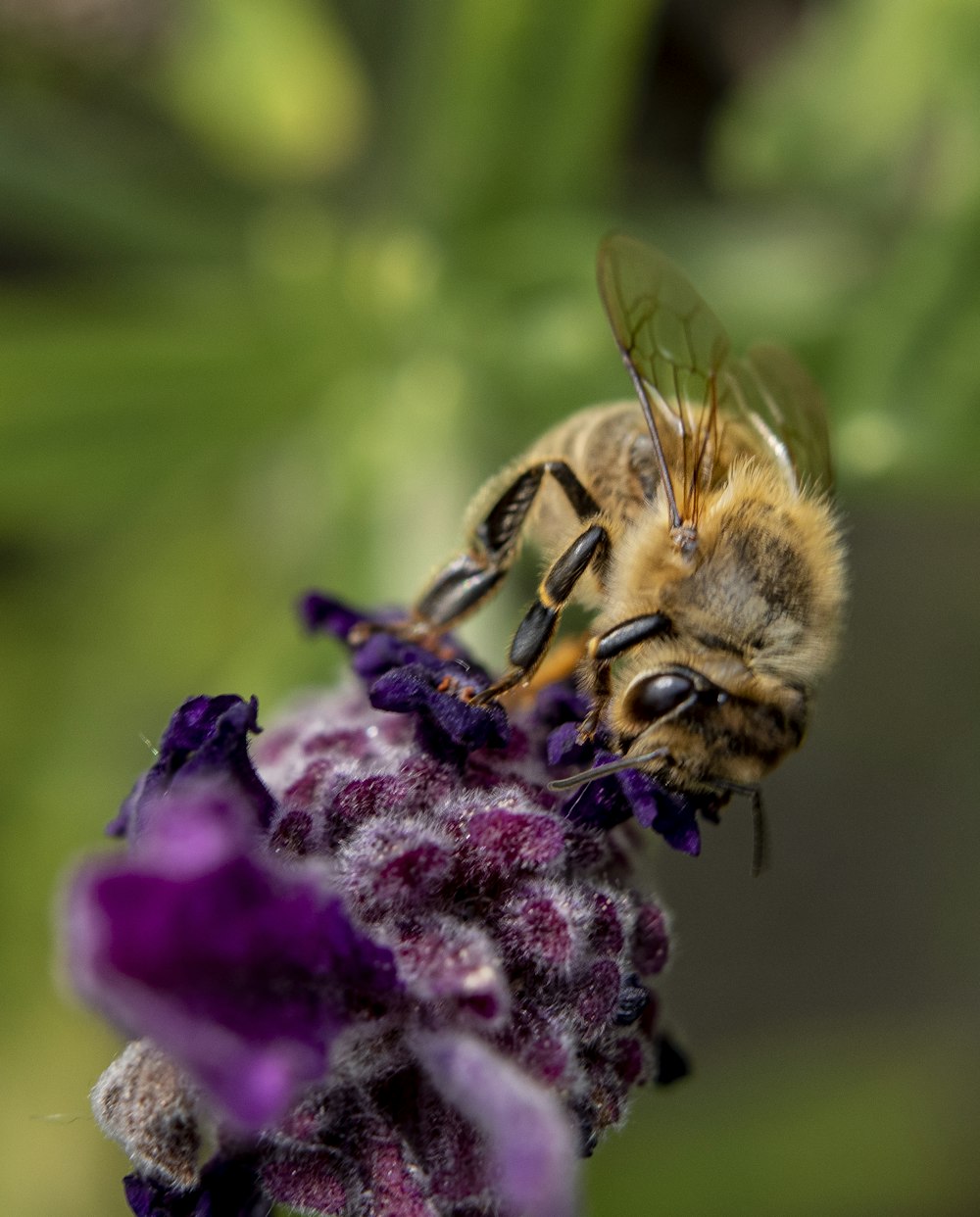 brown and black bee on purple flower