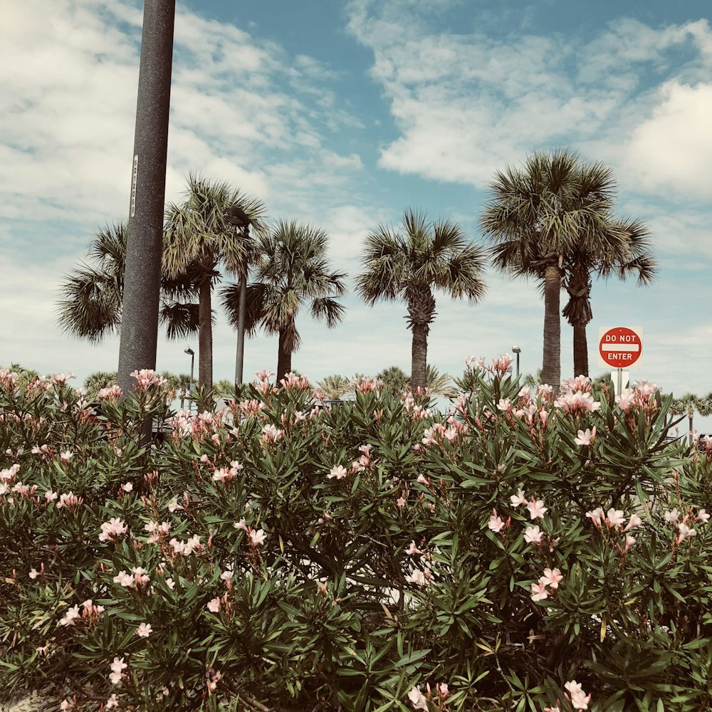 red and white flowers and green palm trees under blue sky during daytime