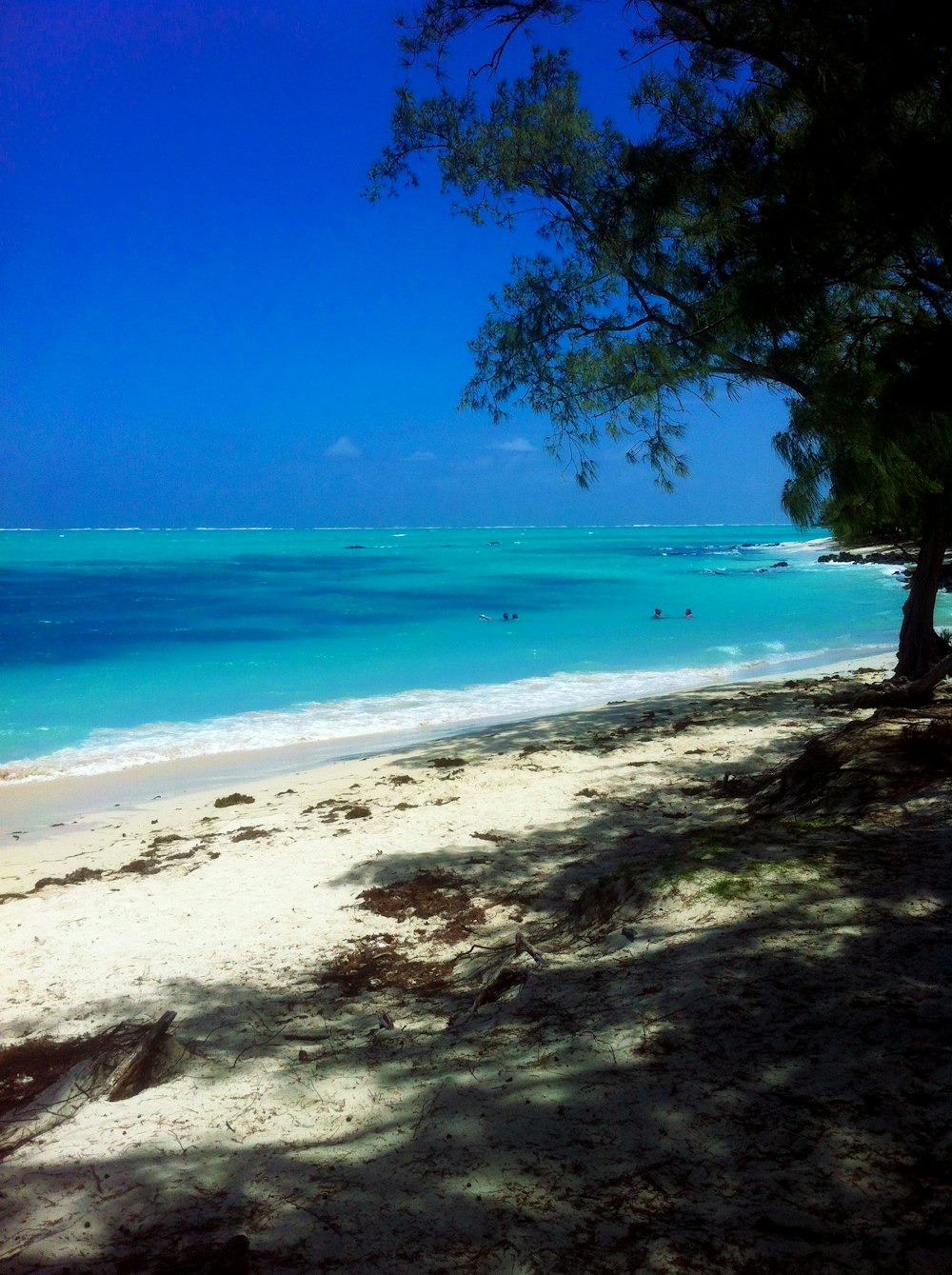 green trees near blue sea under blue sky during daytime