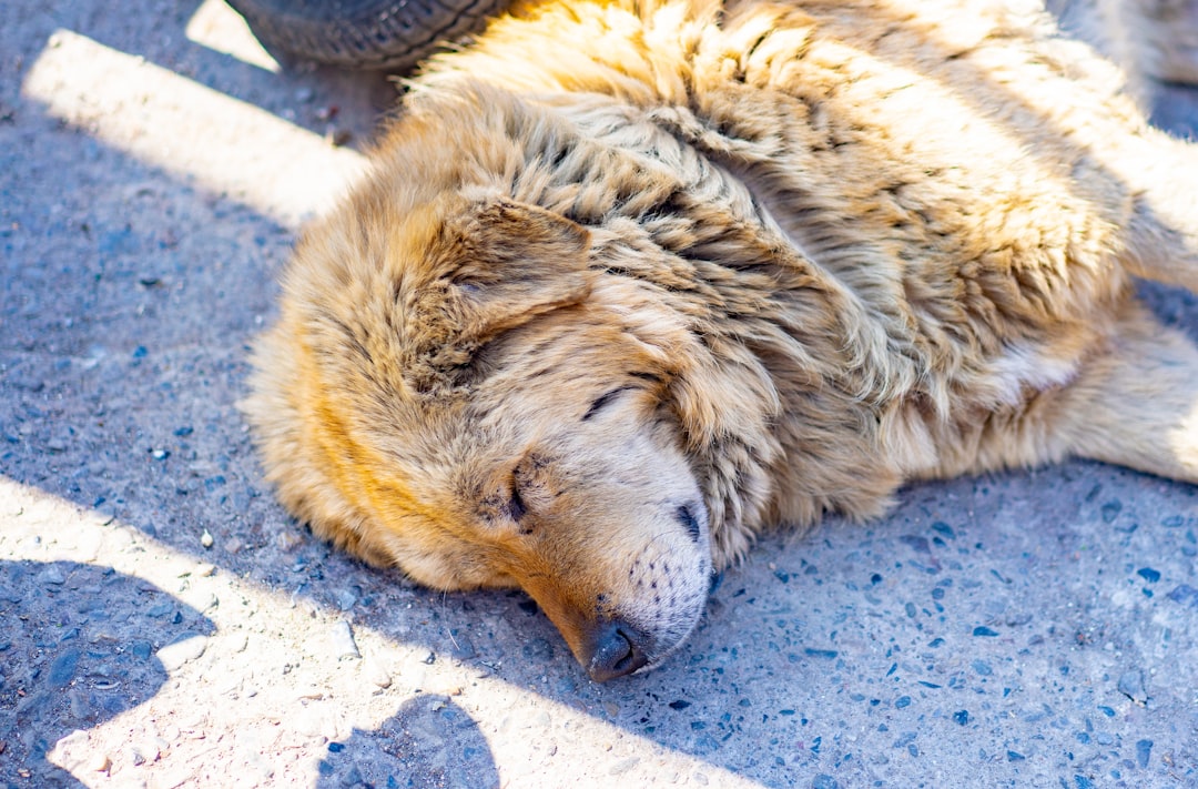 travelers stories about Wildlife in Mussoorie, India