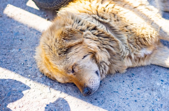 brown long coated dog lying on gray concrete floor in Mussoorie India