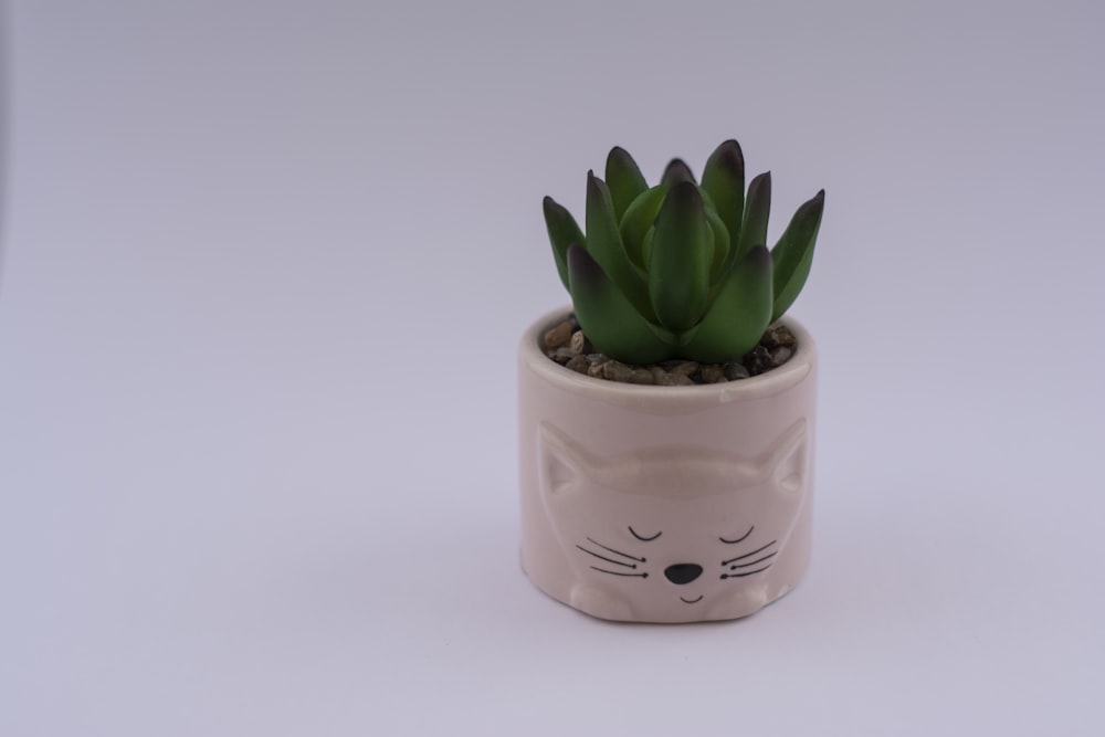 green succulent plant on white ceramic pot