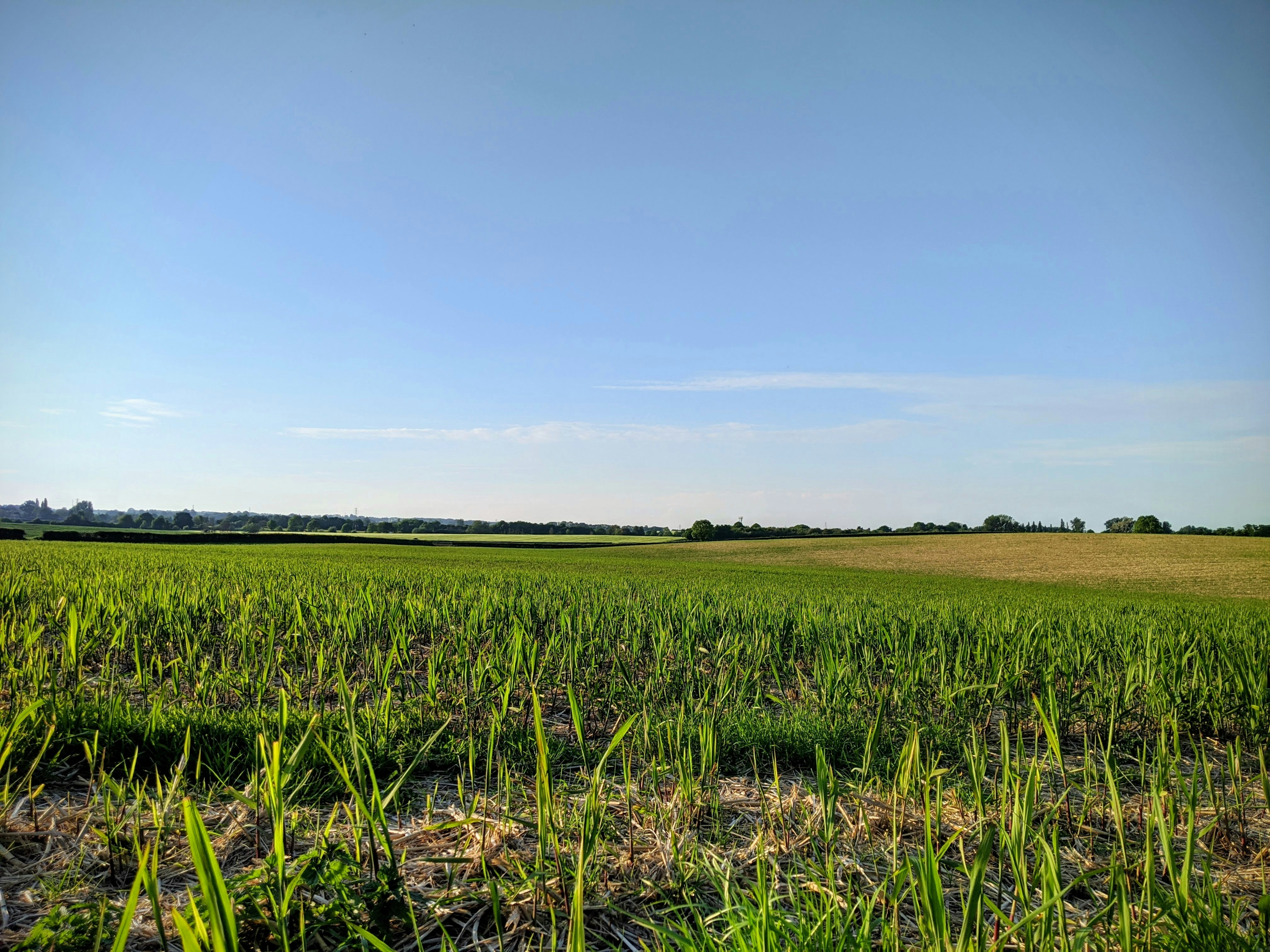Crops growing in fields in Somerset