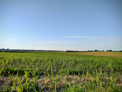 green grass field under blue sky during daytime