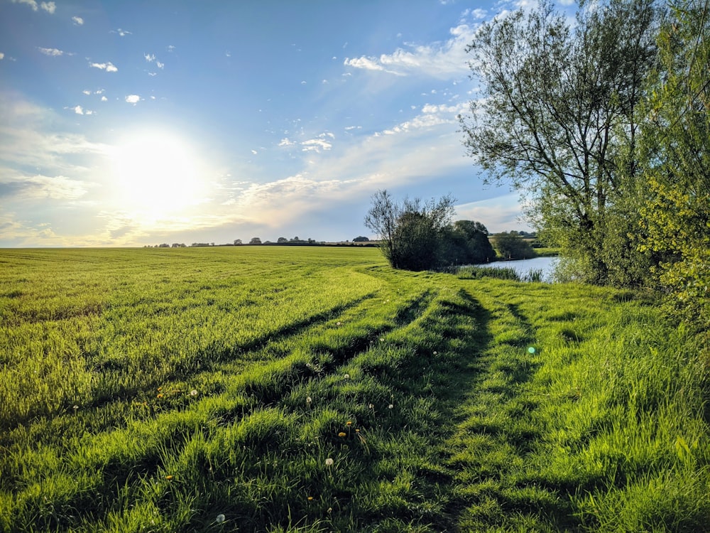 green grass field with trees under blue sky during daytime