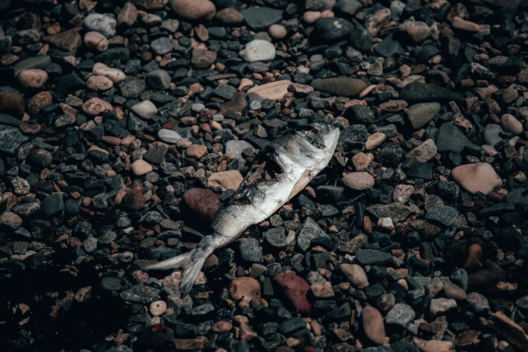 gray fish on brown and black stones