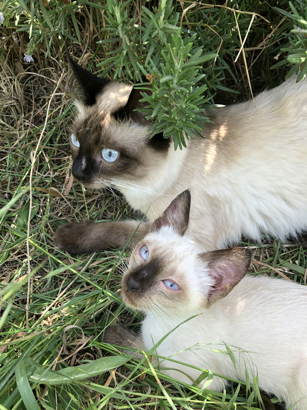 Chat siamois couché sur l’herbe verte