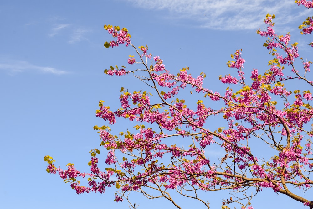 red and yellow flower under blue sky during daytime