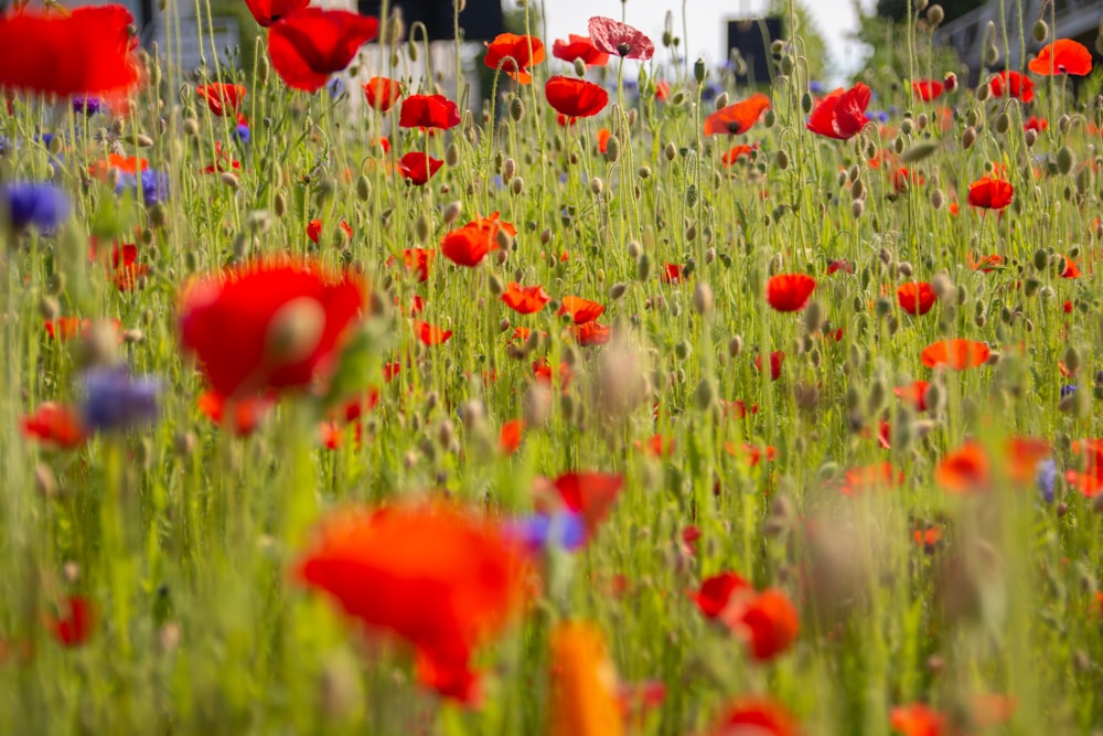 red flower field during daytime