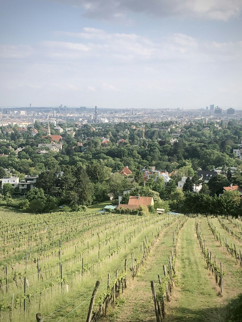 aerial view of green trees and houses during daytime