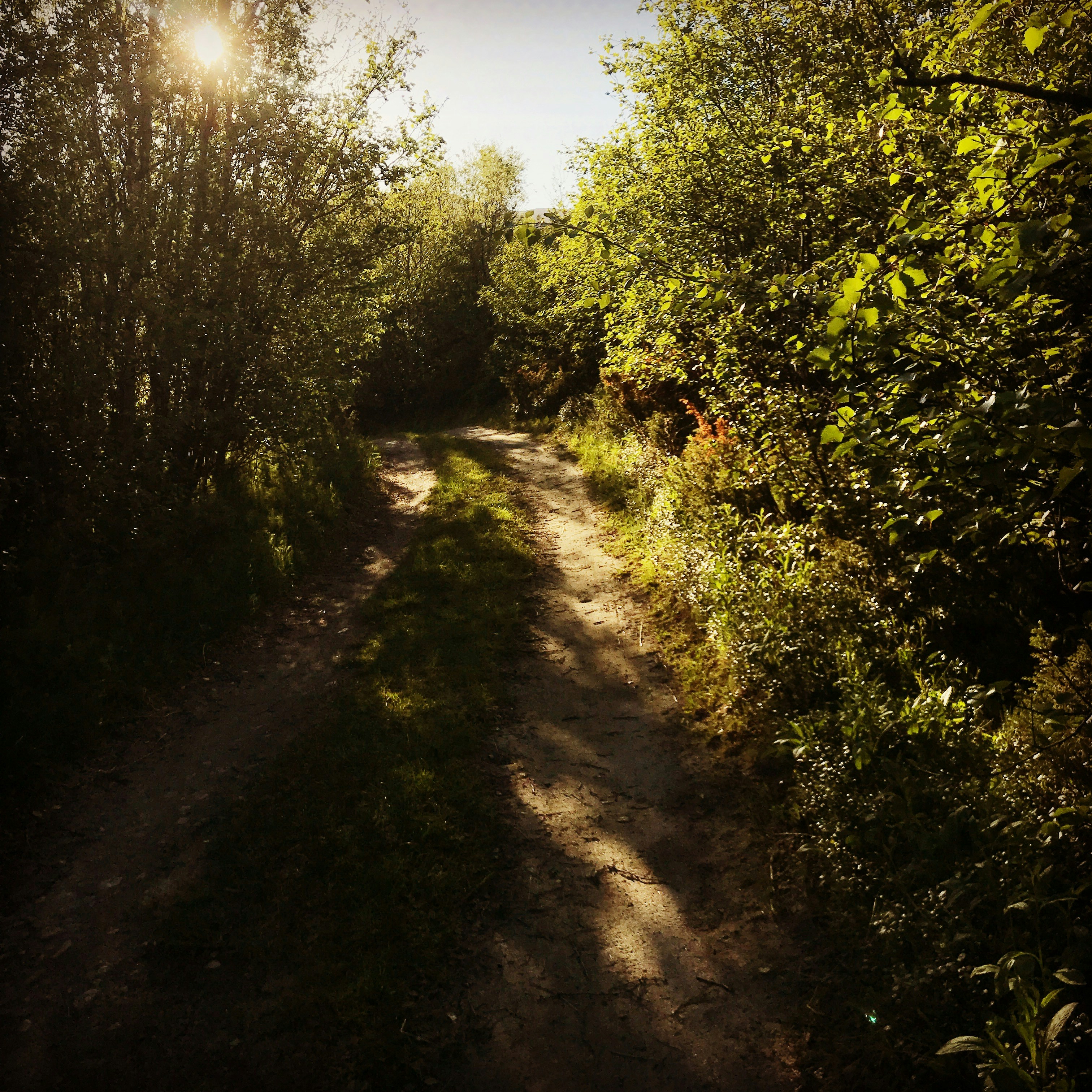 green grass field during daytime