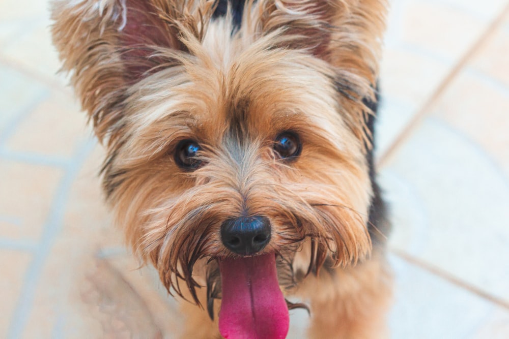 brown and black yorkshire terrier puppy