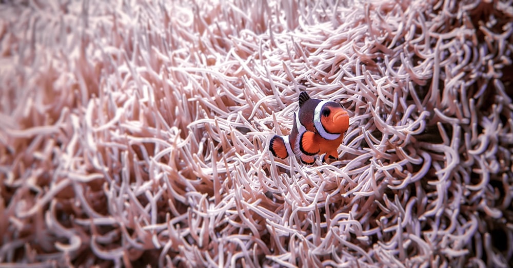 black and orange penguin on brown grass