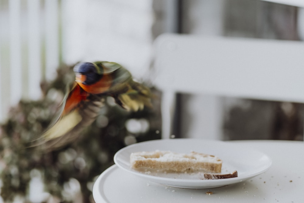 brown and yellow bird on white ceramic plate