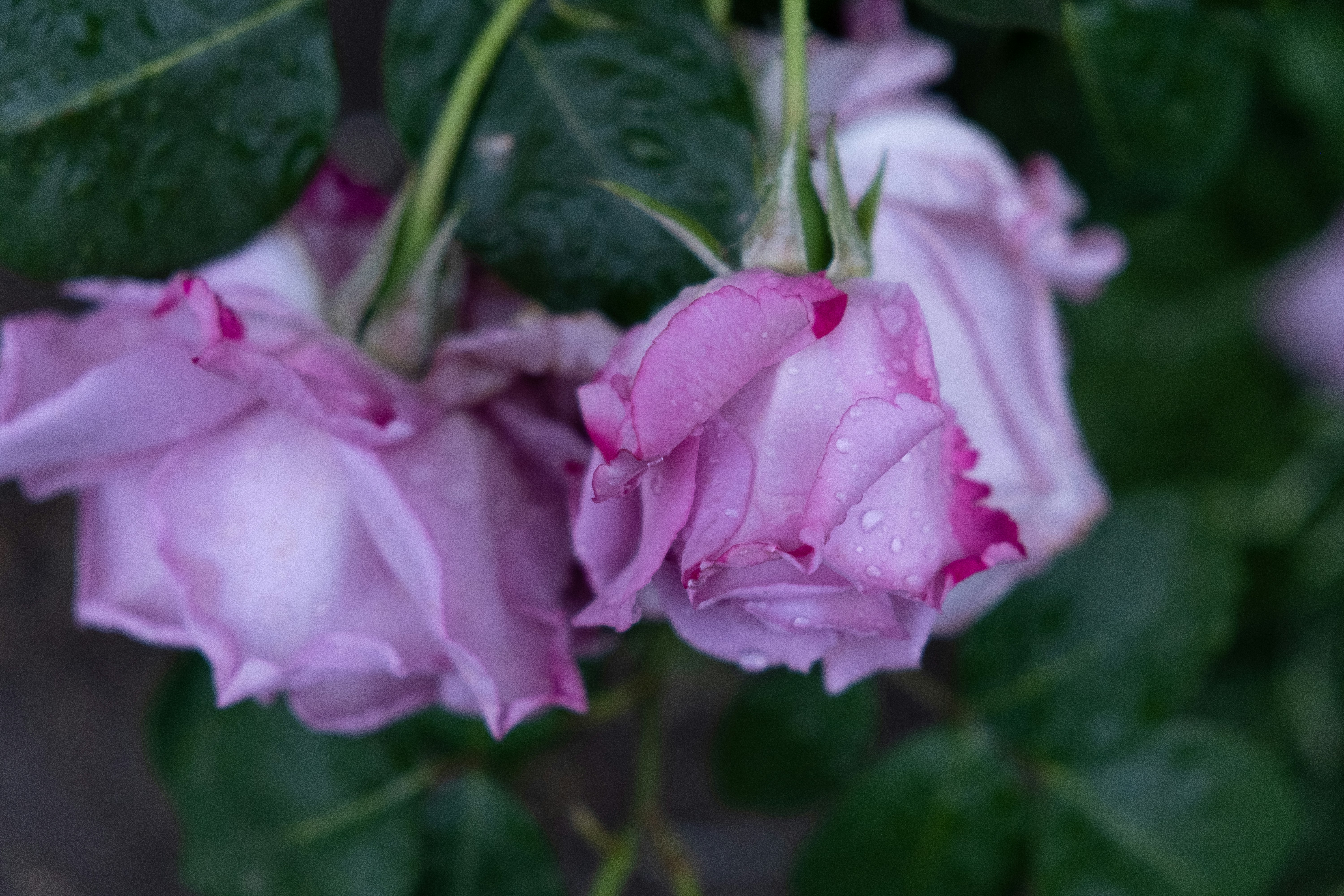 Photo by istvanszitas