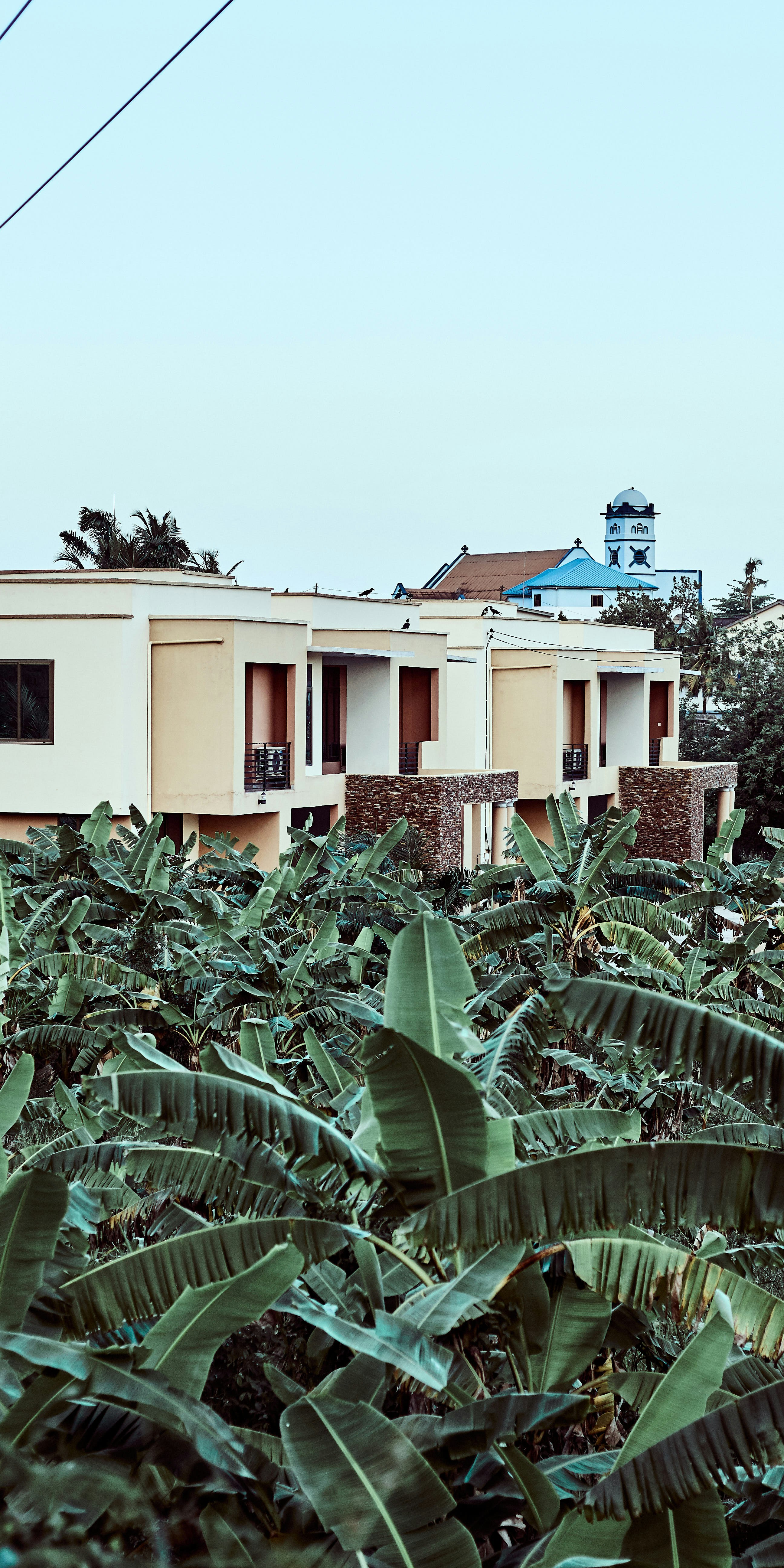 green plants beside beige concrete house during daytime