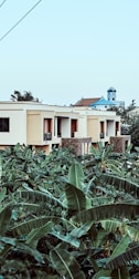 green plants beside beige concrete house during daytime