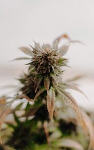 A close-up view of a cannabis plant, showcasing its detailed leaves and buds. The plant is in focus with a soft, blurred background, highlighting its green and earthy tones.