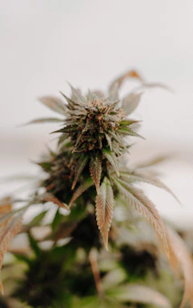 Close-up of a medical cannabis plant with soft focus, symbolizing care and medical therapy.