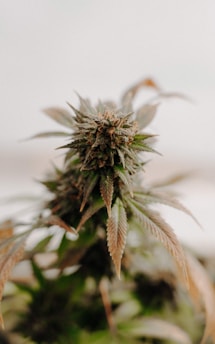 A close-up view of a cannabis plant, showcasing its detailed leaves and buds. The plant is in focus with a soft, blurred background, highlighting its green and earthy tones.