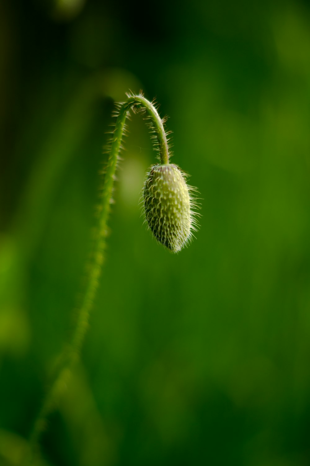 green plant in close up photography