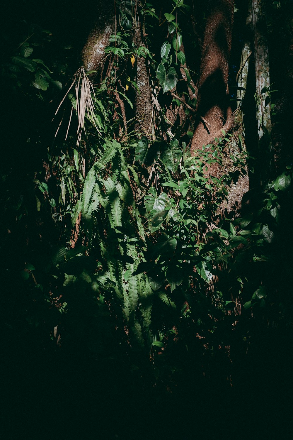 green leaves on brown tree