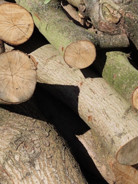 Several tree logs are neatly stacked on top of each other. The cut surfaces of the logs reveal growth rings, indicating they are freshly cut. The bark on some logs is intact, displaying a rough texture with shades of brown and green.