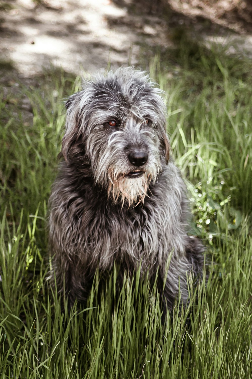 black and white long coated dog on green grass field during daytime